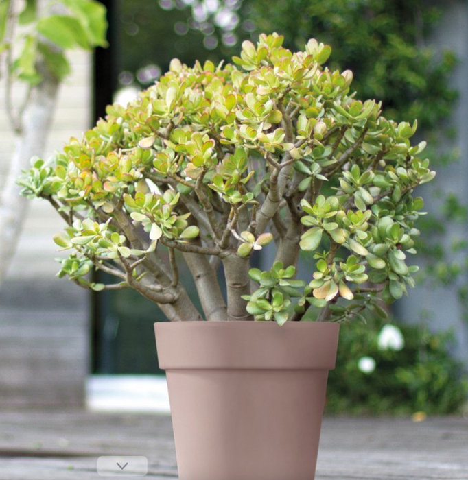 Vaso Cassettone Fioriera Balconiera in plastica per interni ed esterni