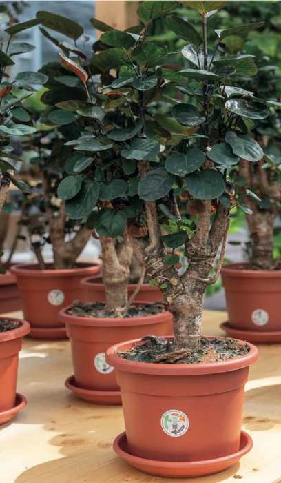 Vaso Tondo Classico in Plastica PPL Finitura Satinata per interni ed esterni